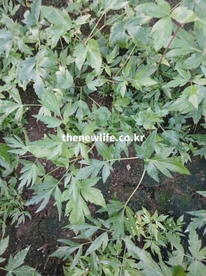 땅 위에서 싱싱하게 자란 당귀잎의 실제 모습 — 플라보노이드·리그난 등 항균 성분을 가진 당귀잎 실제 사진