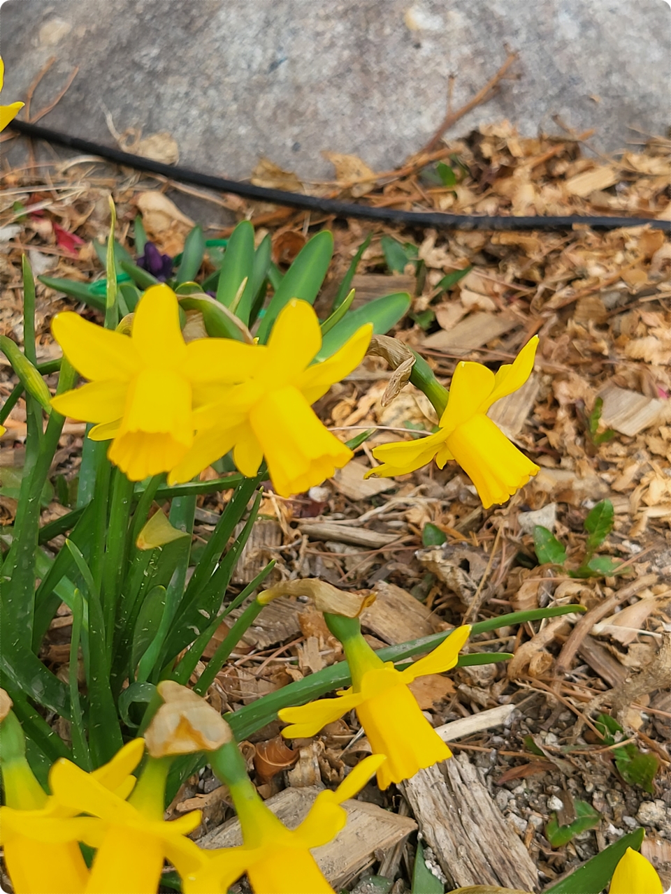 옆 화단에도 피었어요~