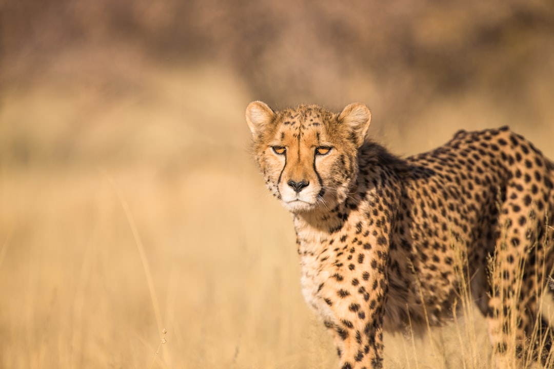 Safari