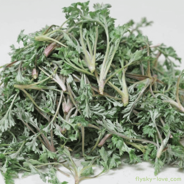 까실쑥부쟁이 활용 방법