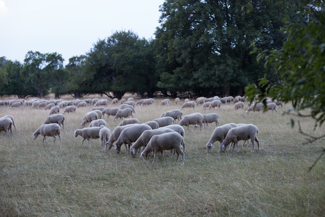 Farmland.