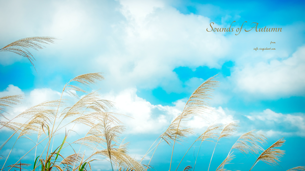 01 억새 C - Sounds of Autumn 가을배경화면