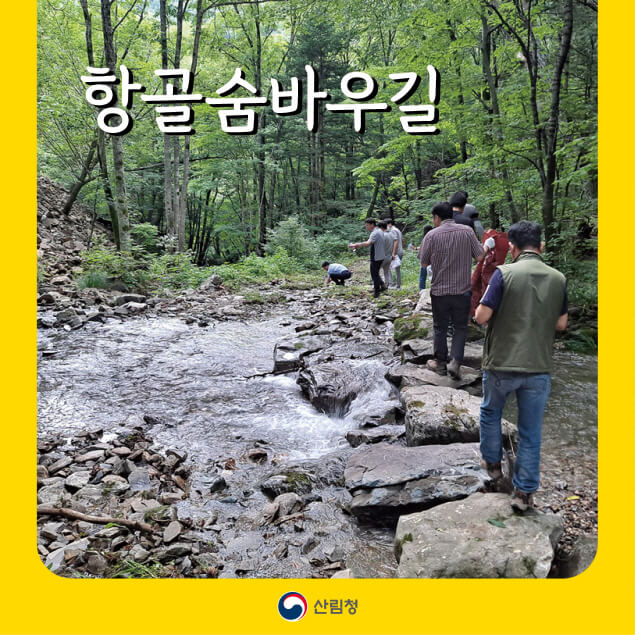 야생화&middot;설화&middot;원시림이 살아 숨 쉬는 정선 항골숨바우길 걷기 여행