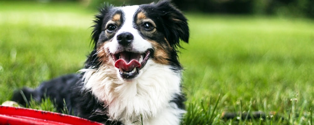 강아지 훈련 시키는 방법 18