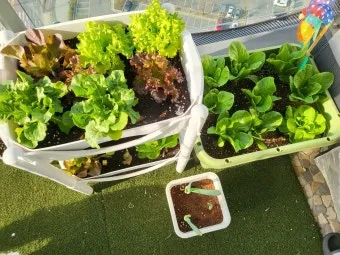 베란다 텃밭 흙 고르기 배수층 화분 선택 물주기 비료주기_11