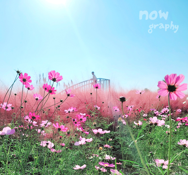 평택-바람새마을-핑크뮬리