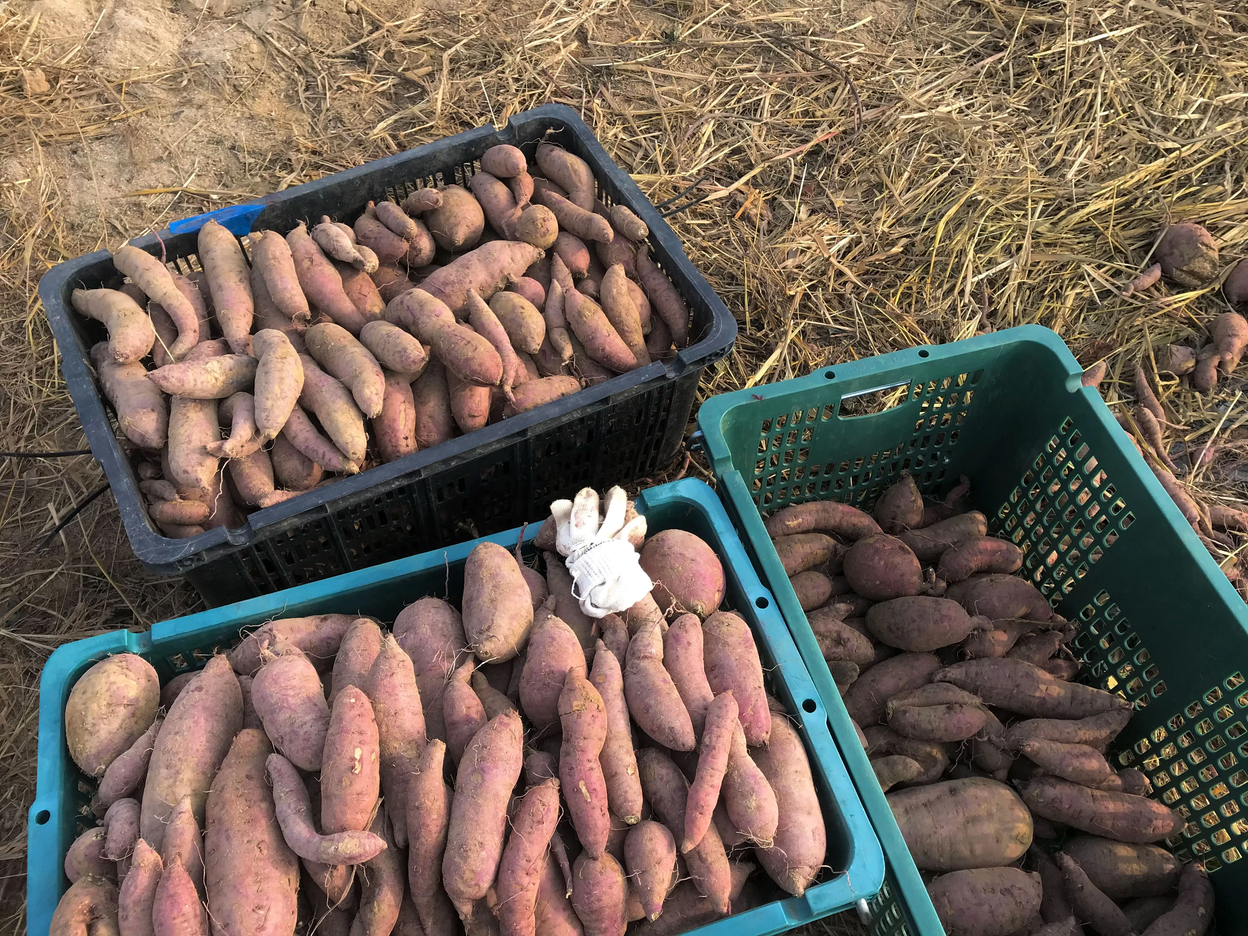중부지방 고구마 수확시기 핵심 체크_7