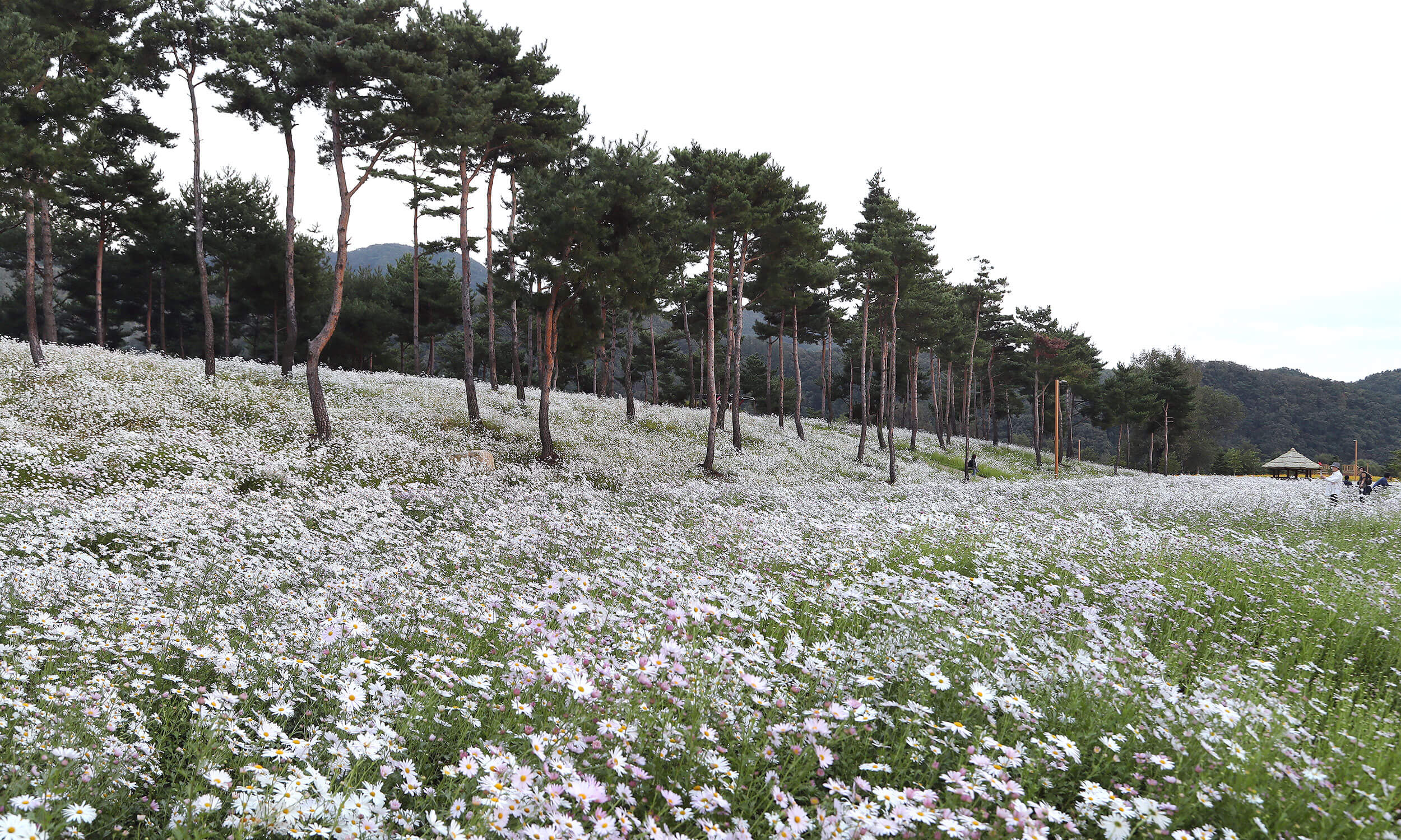 자라섬꽃페스타 2025 일정 및 프로그램&amp;#44; 입장권 구매방법&amp;#44; 주차&amp;#44; 할인혜택 정보