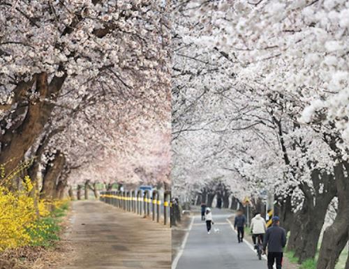 김포 벚꽃