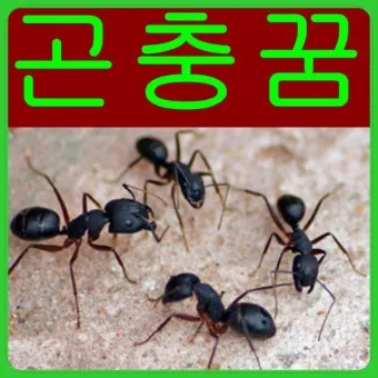 곤충 종류와 특징 생김새 습성 먹이 요약 정리_14