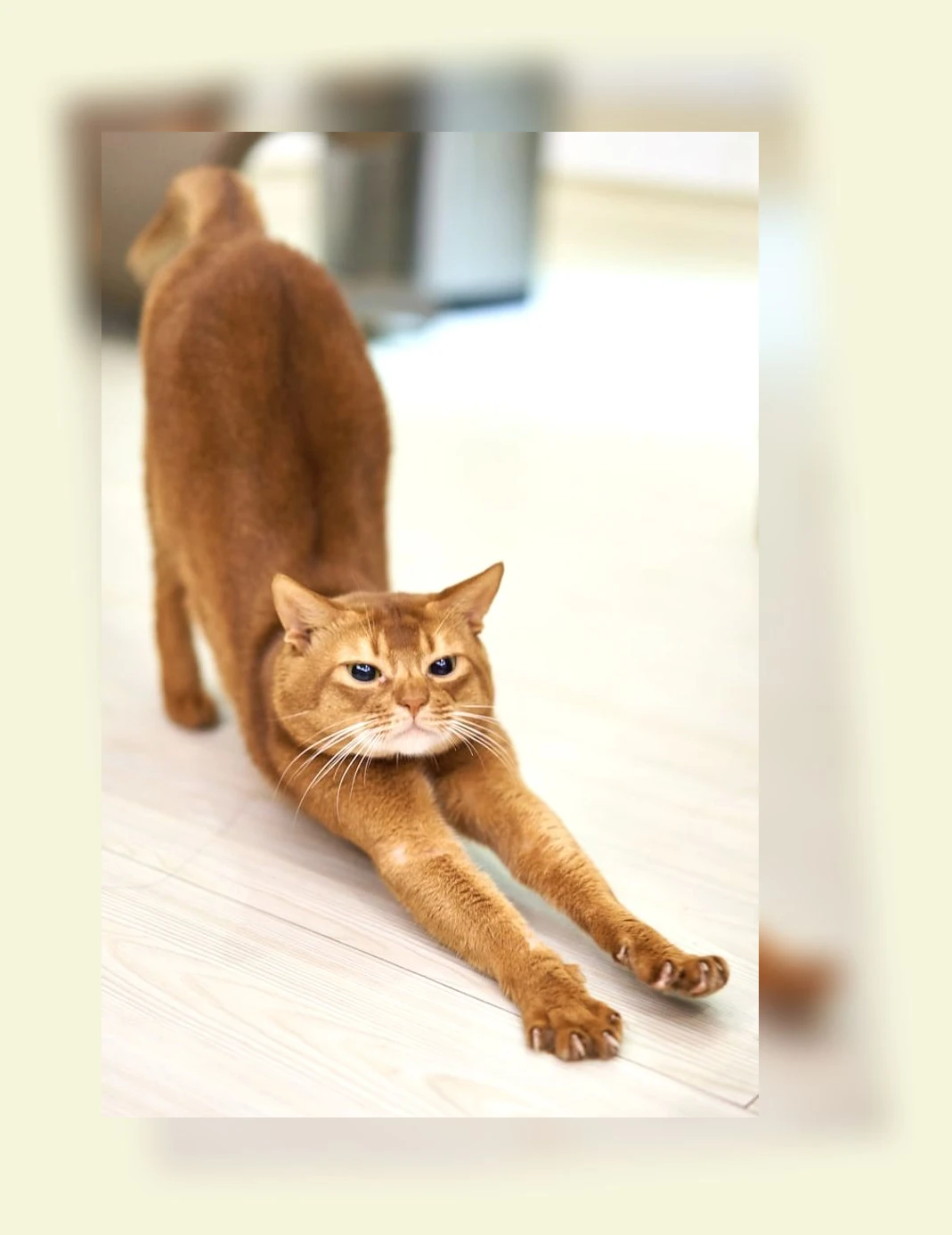 고양이 체중 관리_1_subsection