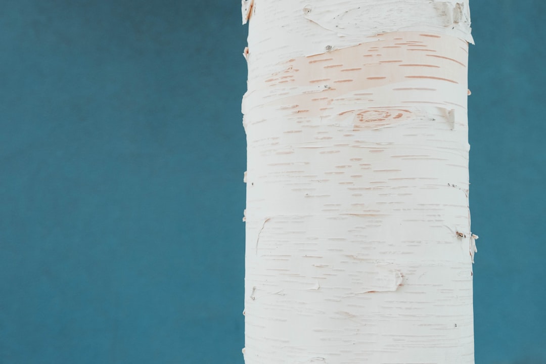 Birch