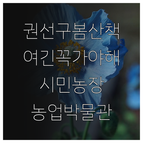 권선구 봄 산책 코스 정리 탑동 시민..