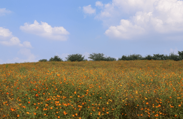 안성팜랜드 초원에 핀 꽃 사진