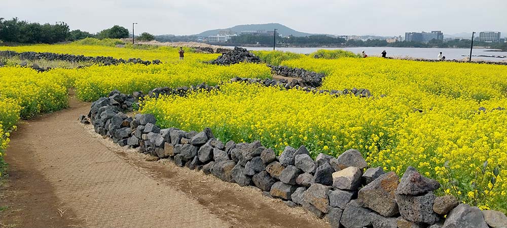 유채꽃 너머 성산일출봉