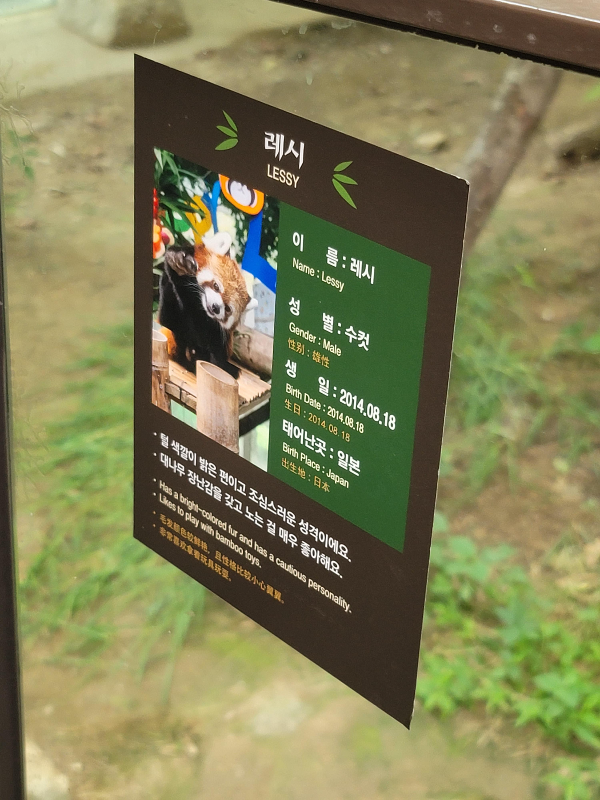 에버랜드 판다월드 레서판다 레시