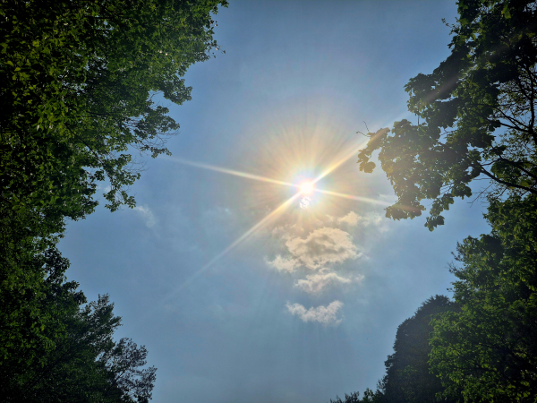 나뭇잎 사이로 햇살이 눈부시게 비치는 모습, 희망과 회복을 상징