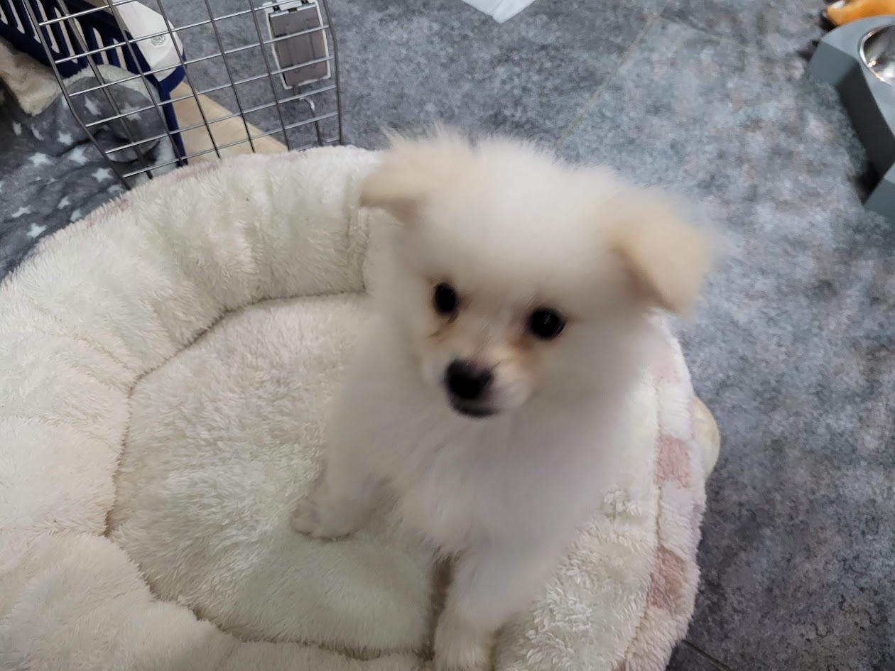 개방석에 앉아 있는 포메라니안