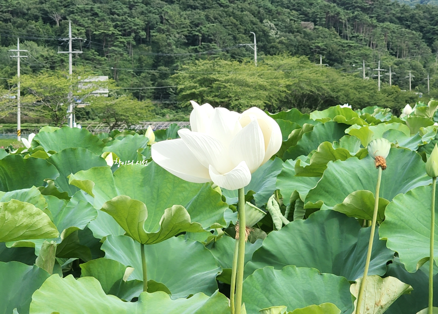 거제 연꽃 명소