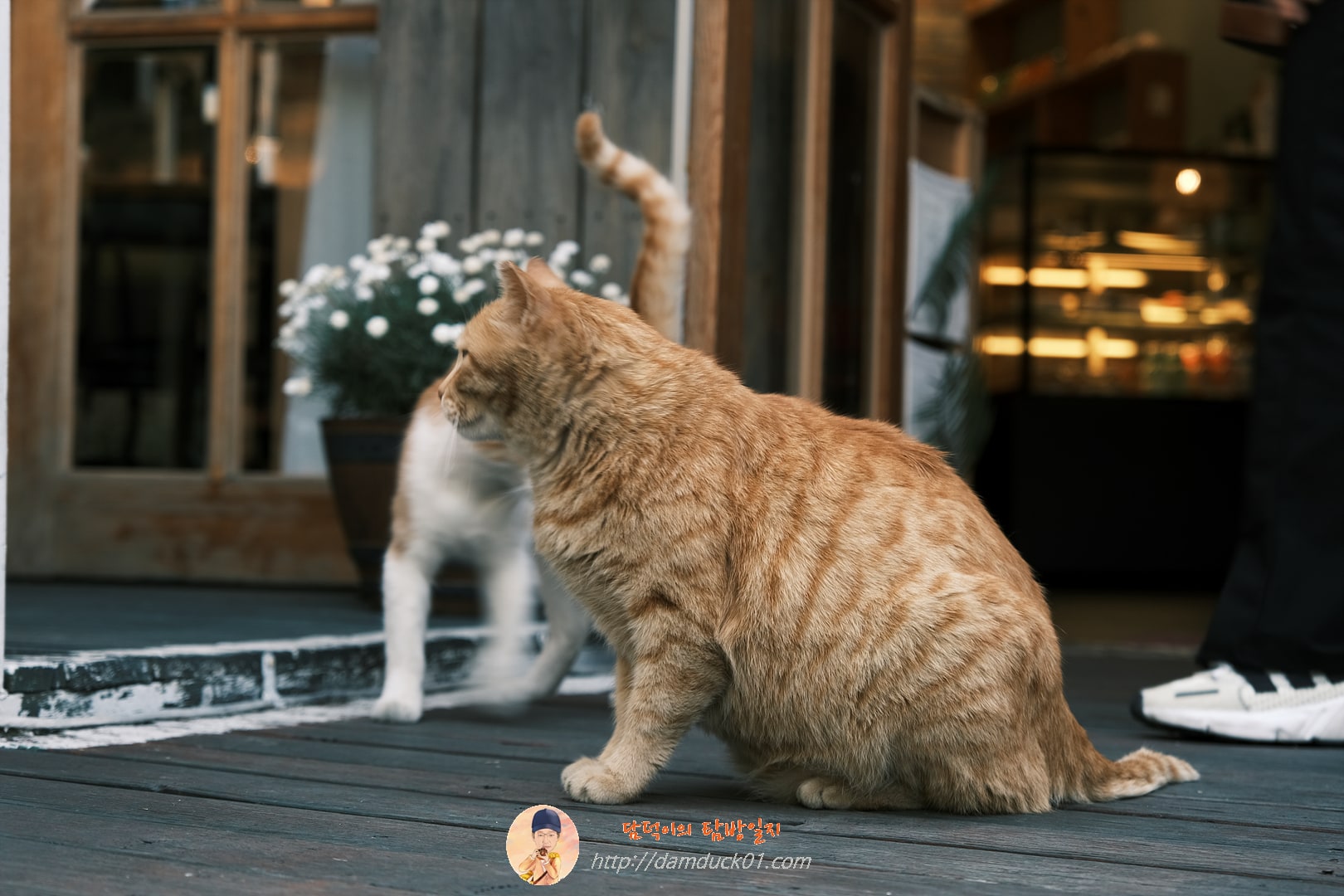 은행나무길 고양이