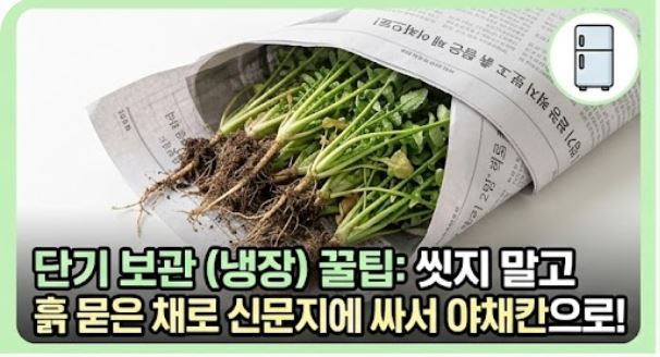 냉이 손질법 및 싱싱한 보관 꿀팁
