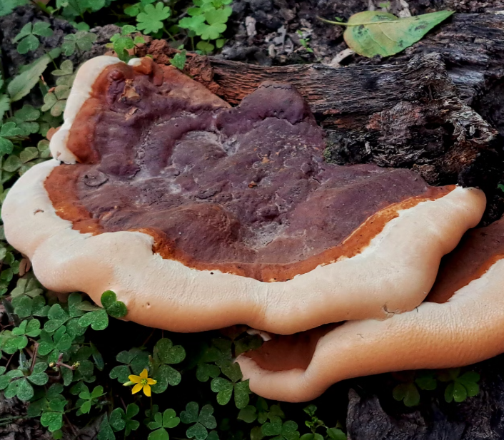 영지버섯 효능 부작용 먹는 방법