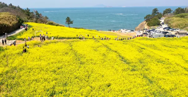 부안 수성당 유채꽃밭2