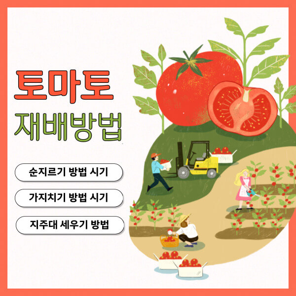 토마토 재배방법 그림