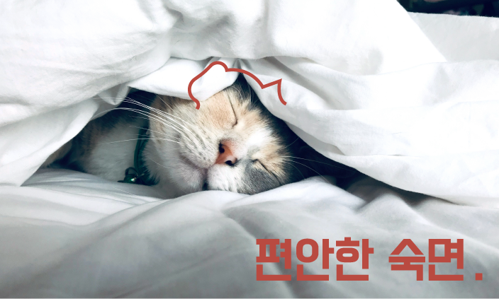 함께-자는-고양이