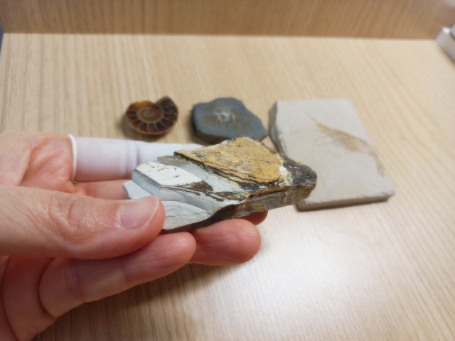 [관찰 학습] 고생대 중생대 화석 수집 (암모나이트 삼엽충 모기 새우) 