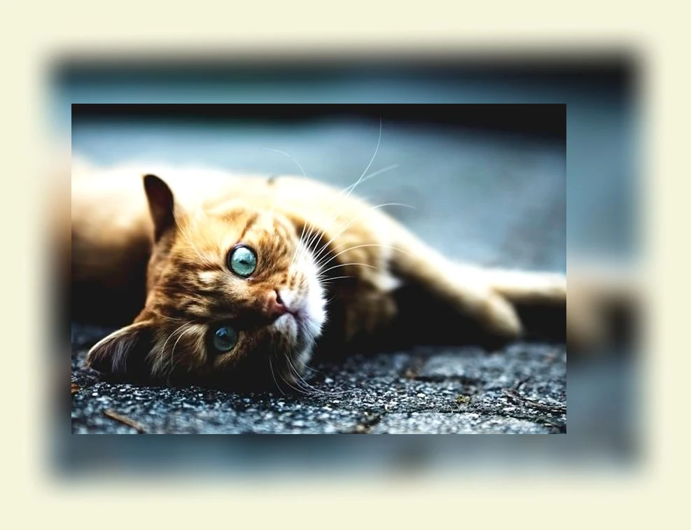 반려동물 식기 세척_3_subsection