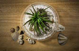 집콕 시대, 반려 어류 키우는 사람들