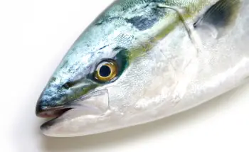 방어 가격 및 효능, 영양성분과 주의점