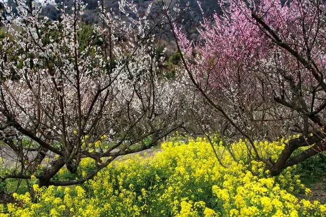 광양매화축제 2025 총정리 – 개화율, 교통, 주차, 입장료 정보