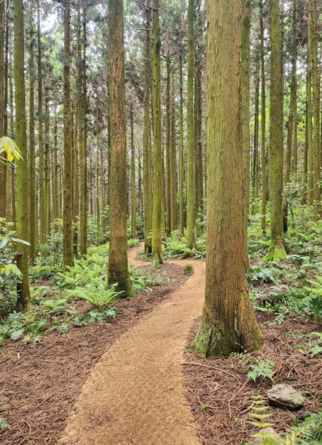 제주 명상 여행지 추천 TOP 5-사려니숲길, 오조리 해안, 천왕사 템플스테이, 용눈이오름, 비자림