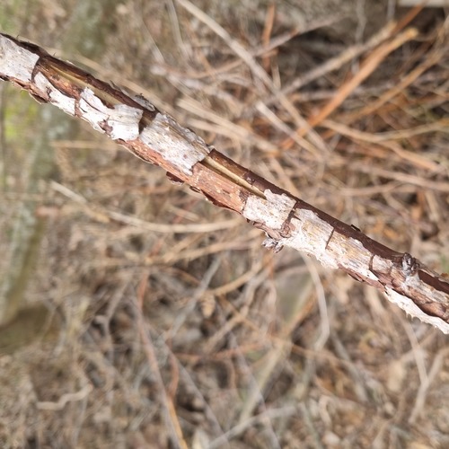 dead-cane
