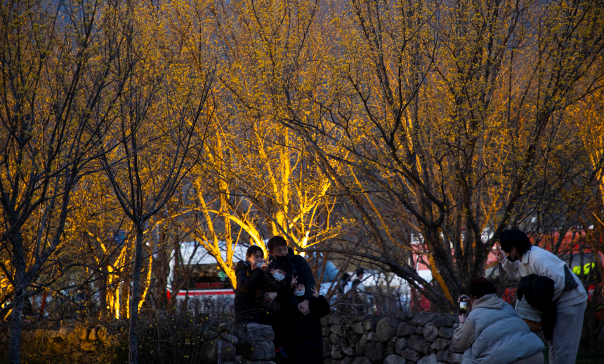 구례 산수유꽃축제 언제 갈까? 2025년 개화 시기 &amp; 필수 코스