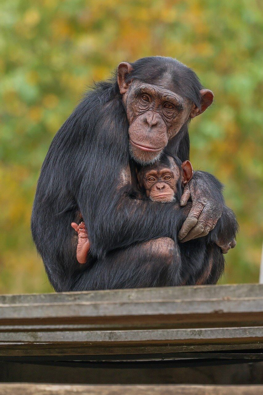 멸종위기 동식물 관점에서 본 침팬지: 왜 지금 보전이 중요한가