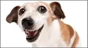 애완견에게 물리는꿈