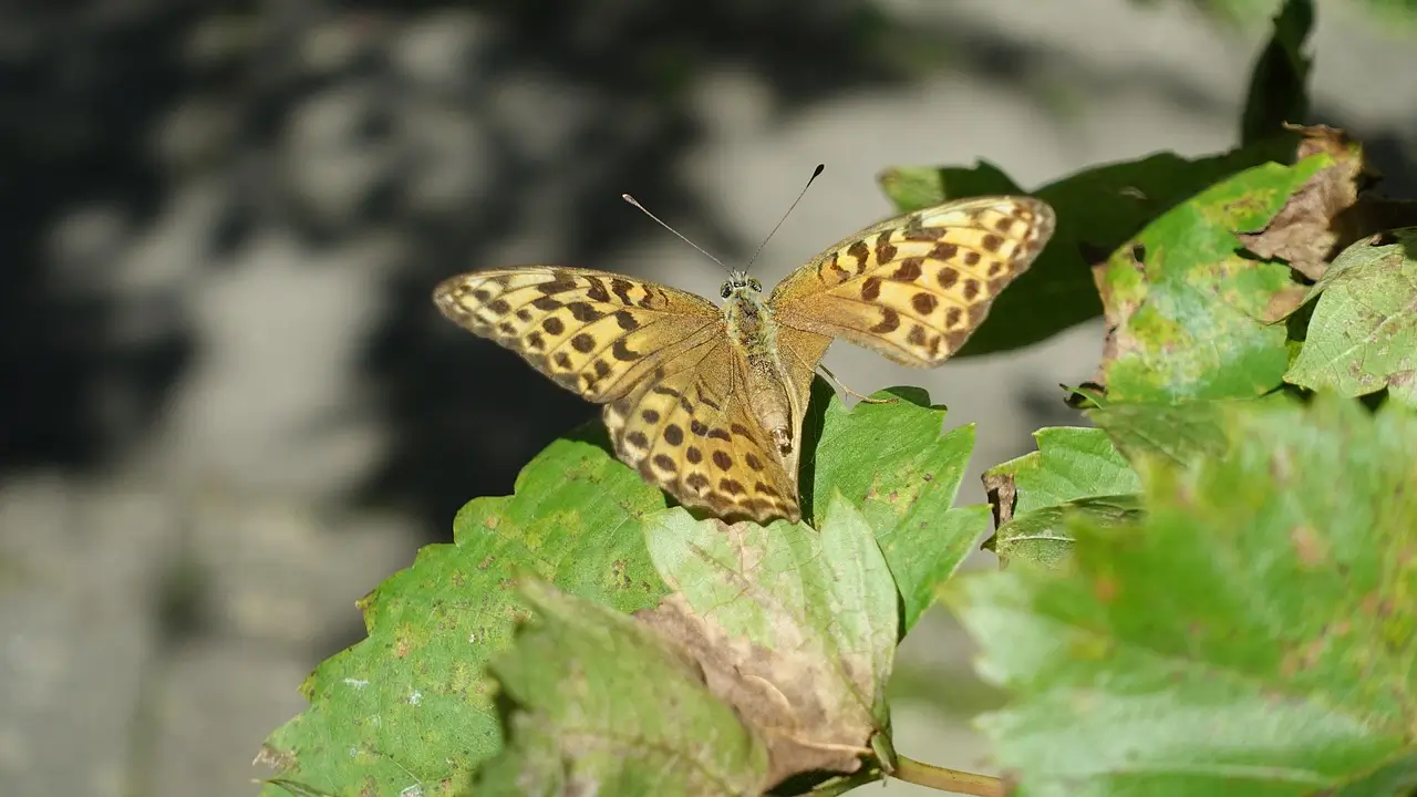 개발제한구역(그린벨트)은 왜 만들어졌을까?