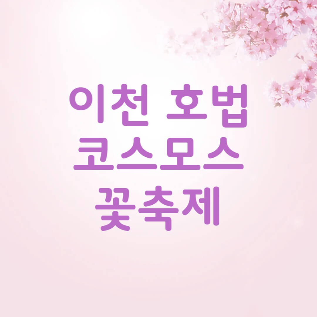 이천 호법 코스모스 꽃축제