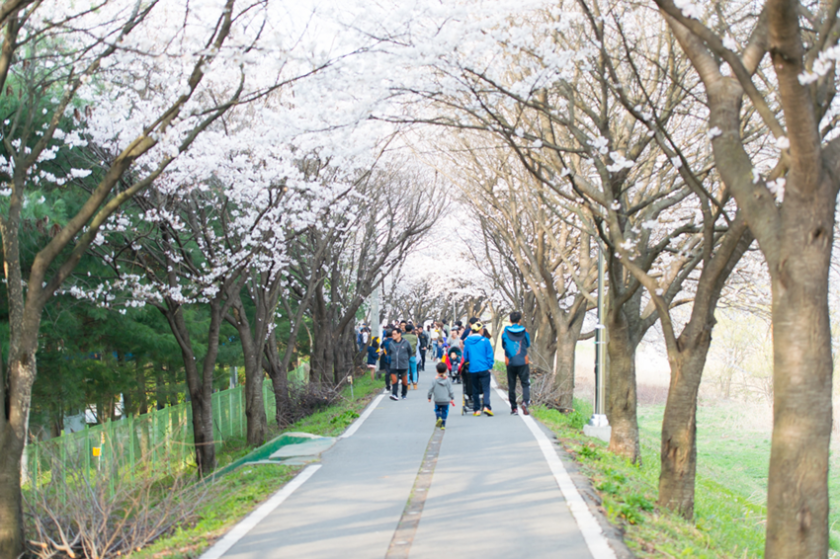 벚꽃 산책길
