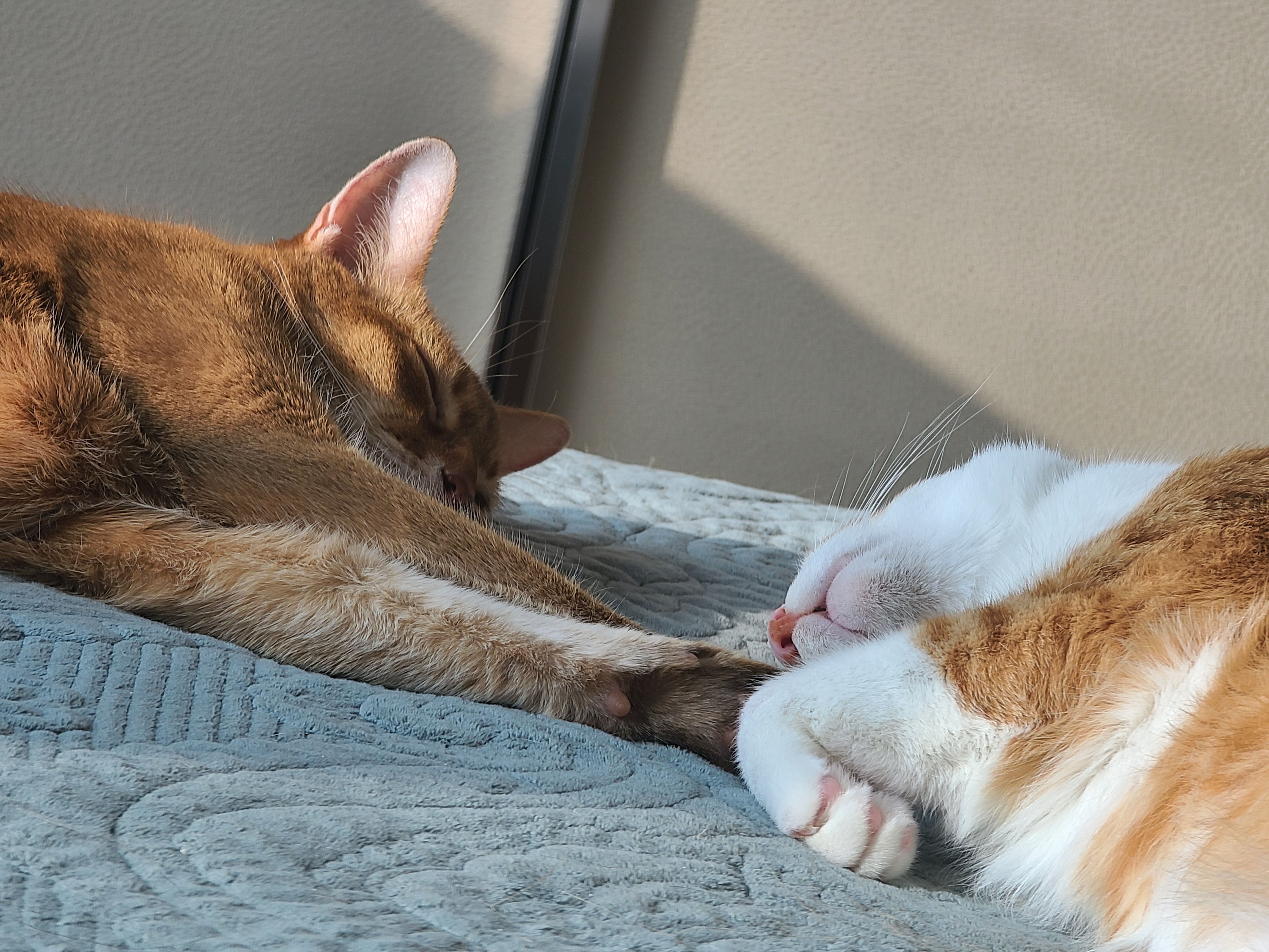 아비시니안 루나와 치즈냥이 호야의 동침