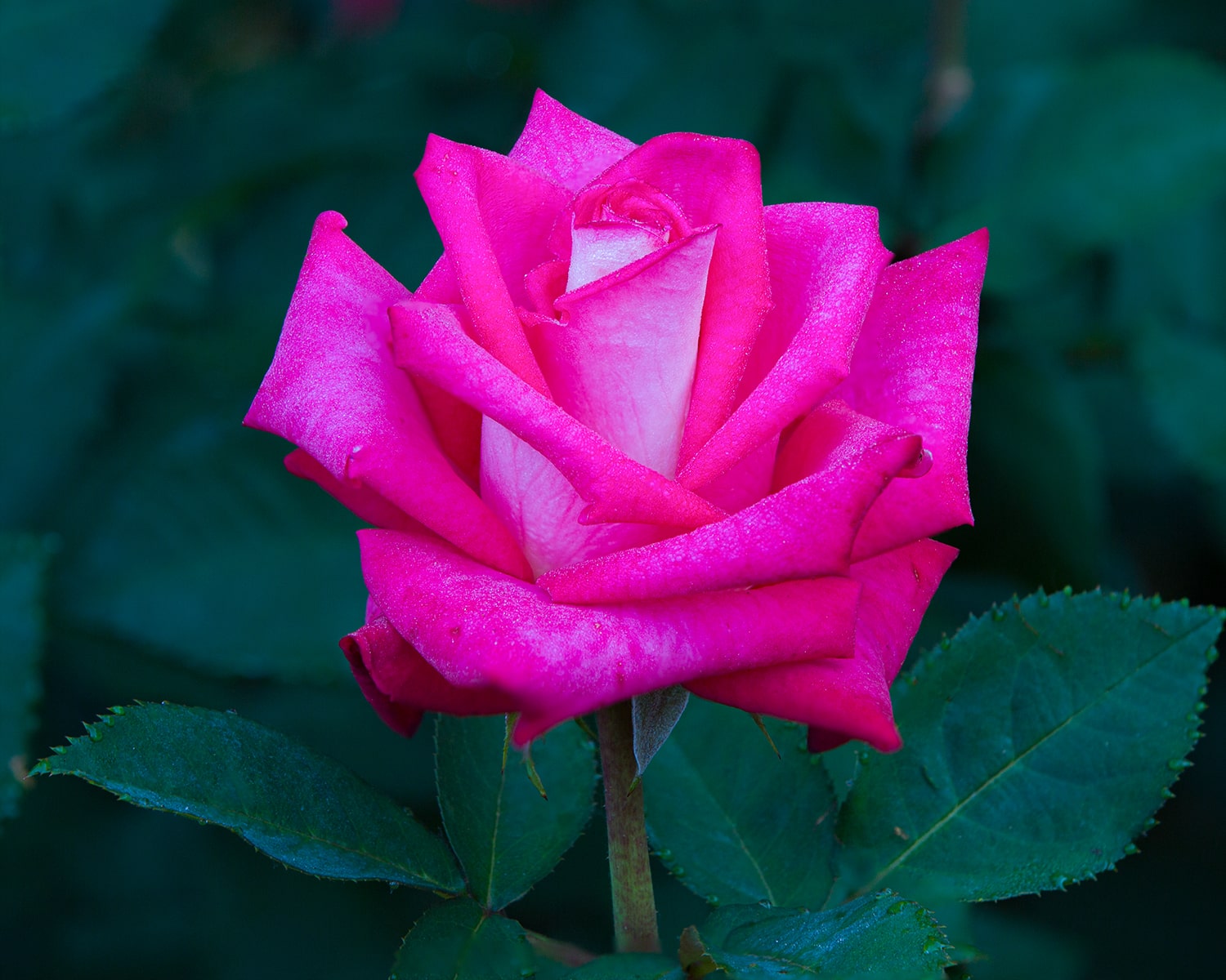 올림픽공원 장미축제 - 21