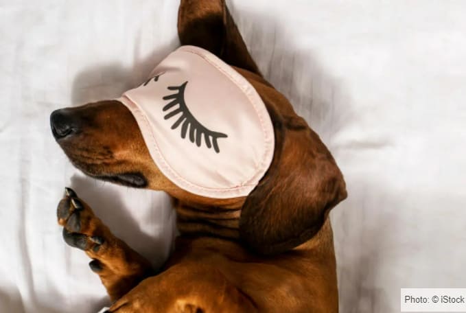 강아지와 같이 자면 좋은 건강 상의 이점 VIDEO: 6 health benefits of sharing a bed with your pet that might surprise you