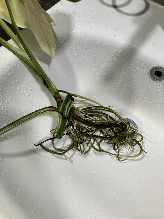 몬스테라 알보 잔뿌리 세척 중인 모습