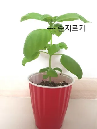 순지르기 기초 측지유도 키작게유지 공간효율 관리 팁_13