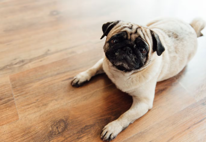 반려견이 허리디스크에 걸렸을 경우 주의해야 한다.