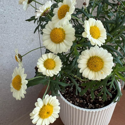 노랑목마가렛-키우기