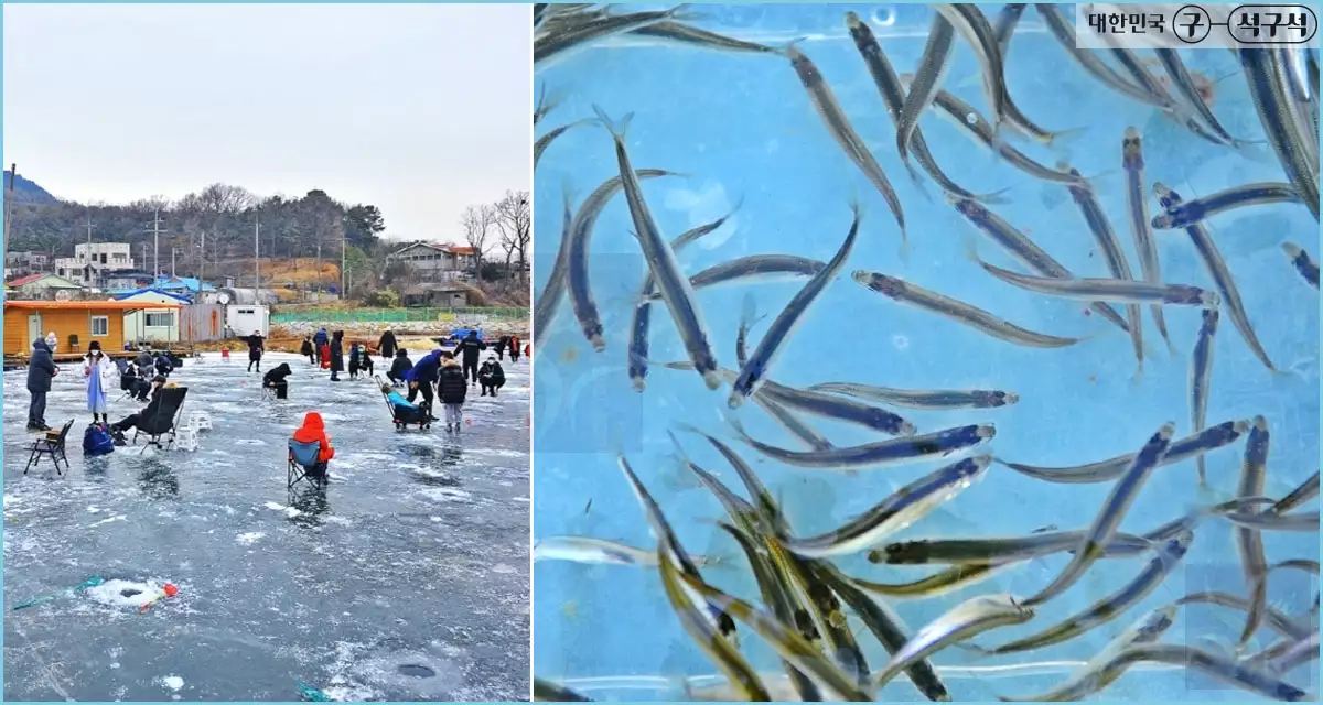 강화양오빙어축제